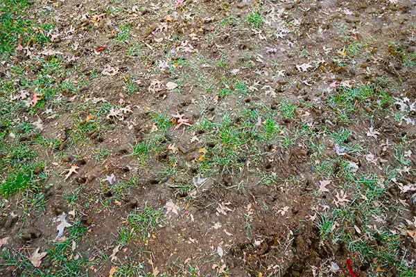patchy lawn with lots of aerated holes in it