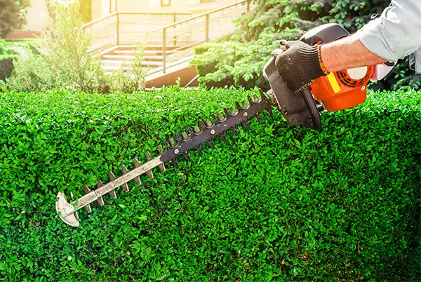 man using chainsaw to trim a large green hedge