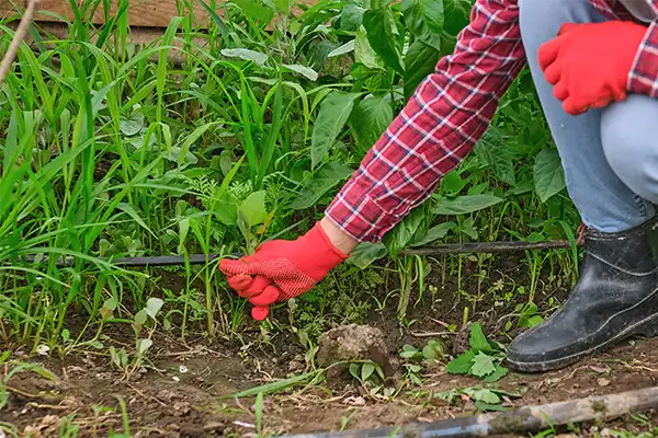 person in red gloves kneeling down and pulling up weeds from a grassy patch