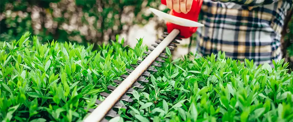 Hedge and Shrub Trimming
