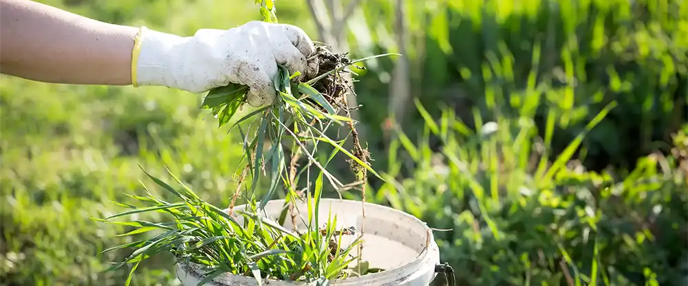Weed Control